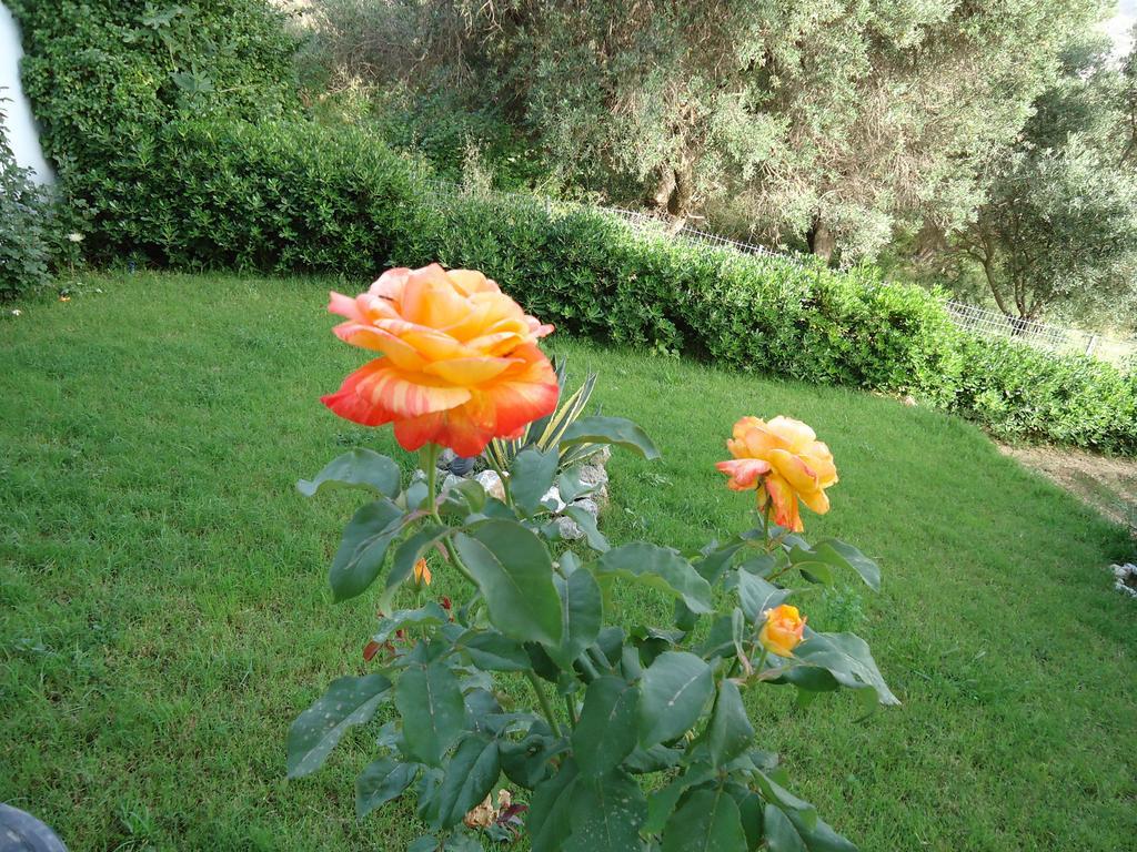 פלאקיאס Anemoni Studios חדר תמונה